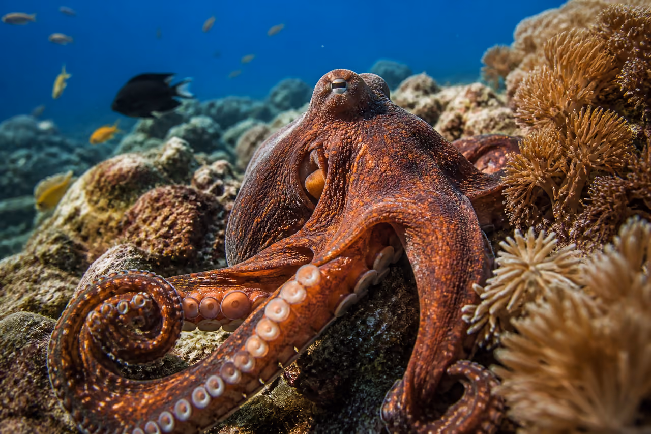 Common Octopus Camouflaged on a Vibrant Coral Reef