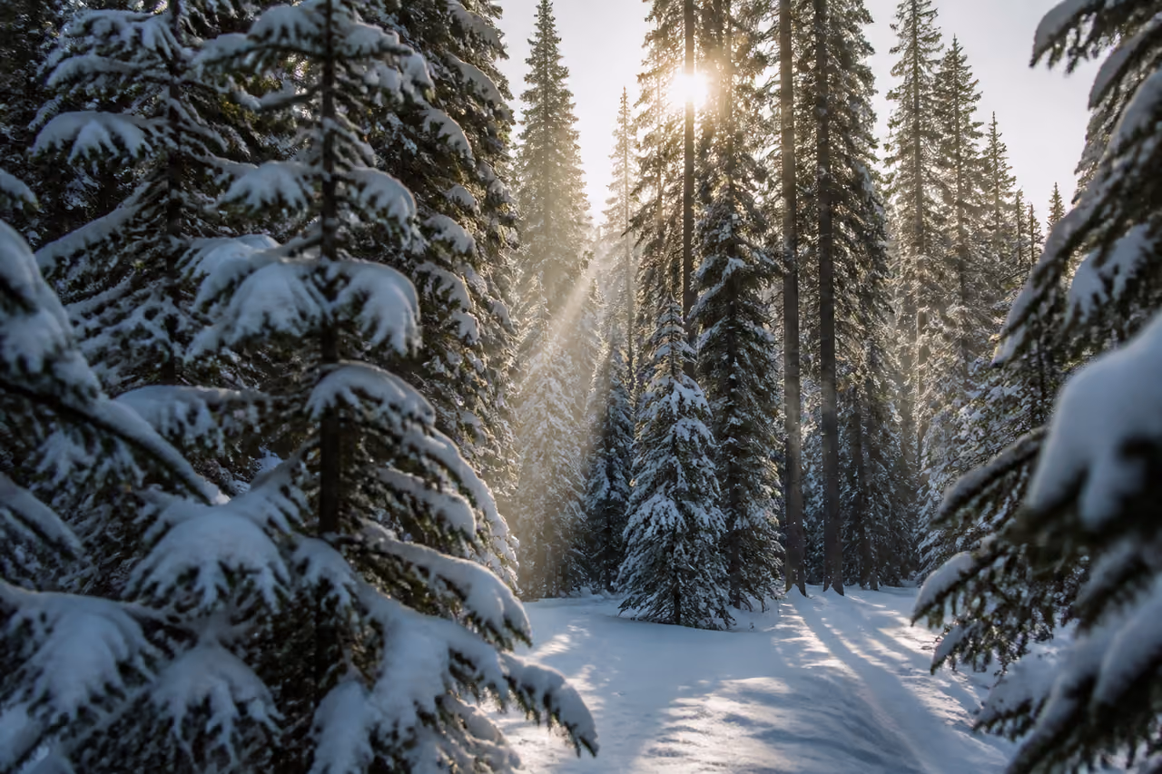 Snowy Spruce Grove in a Winter Forest