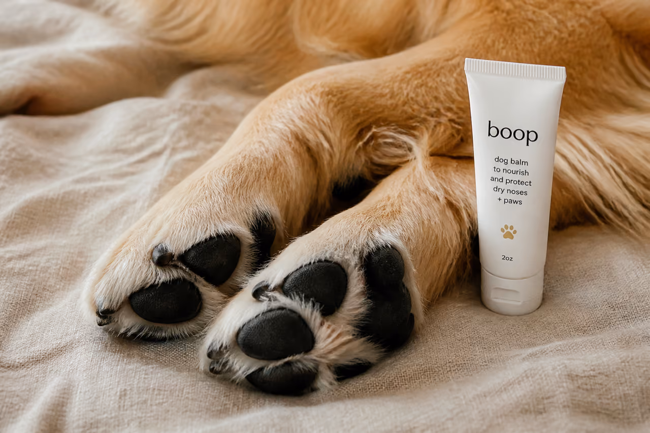 Golden Retriever Paws Next to Protective Paw Balm