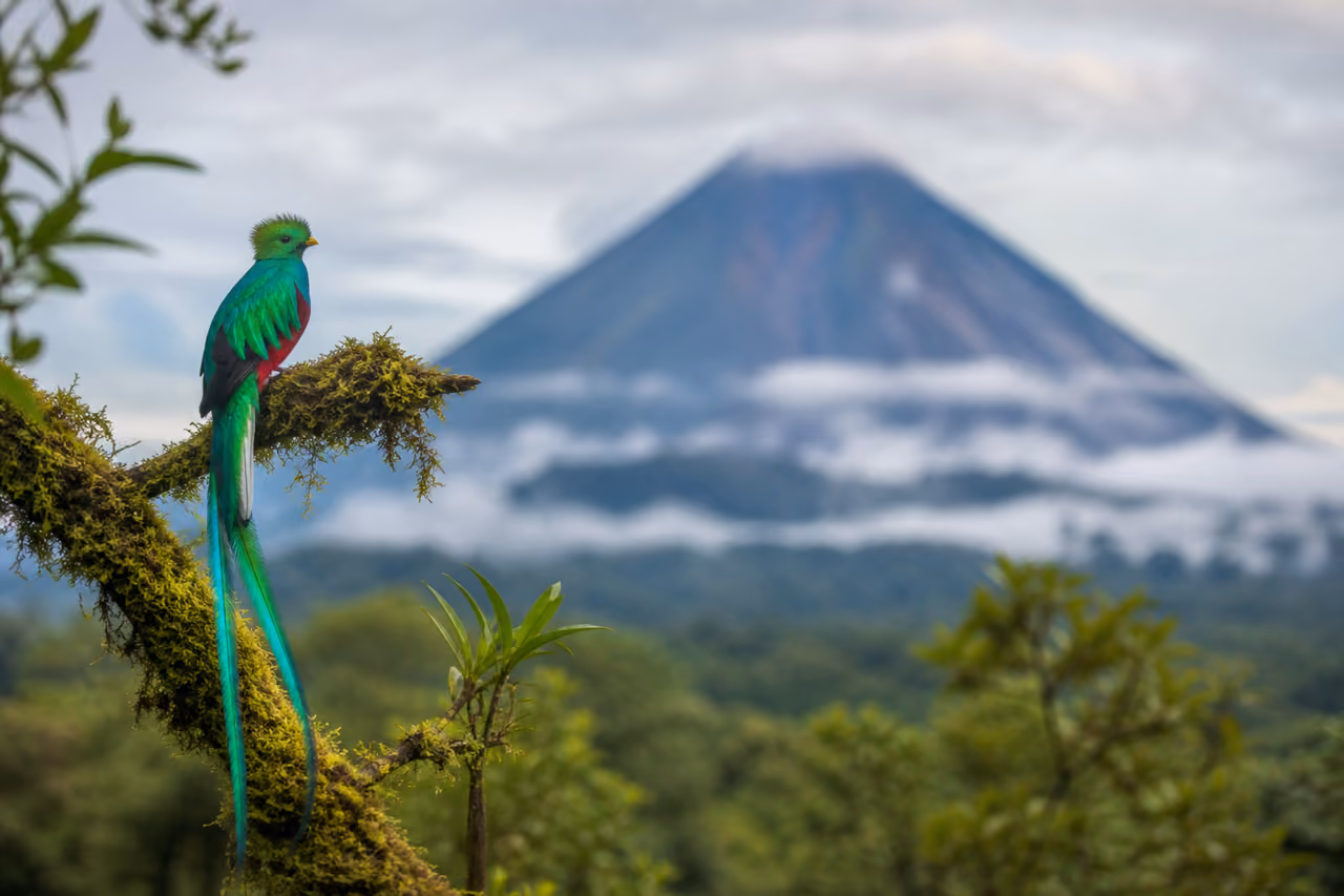 Resplendent Quetzal Perched Near Arenal Volcano in Costa Rica