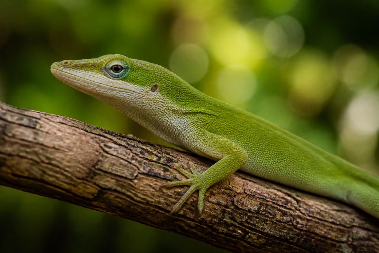 Green Anole Lizard Perched on a Tree Branch
