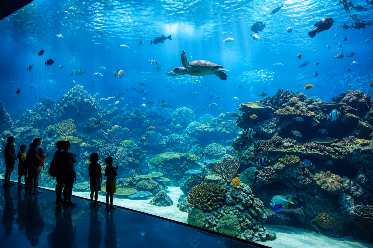 Diverse Marine Life Inside the Gregory Hills Aquarium Tank