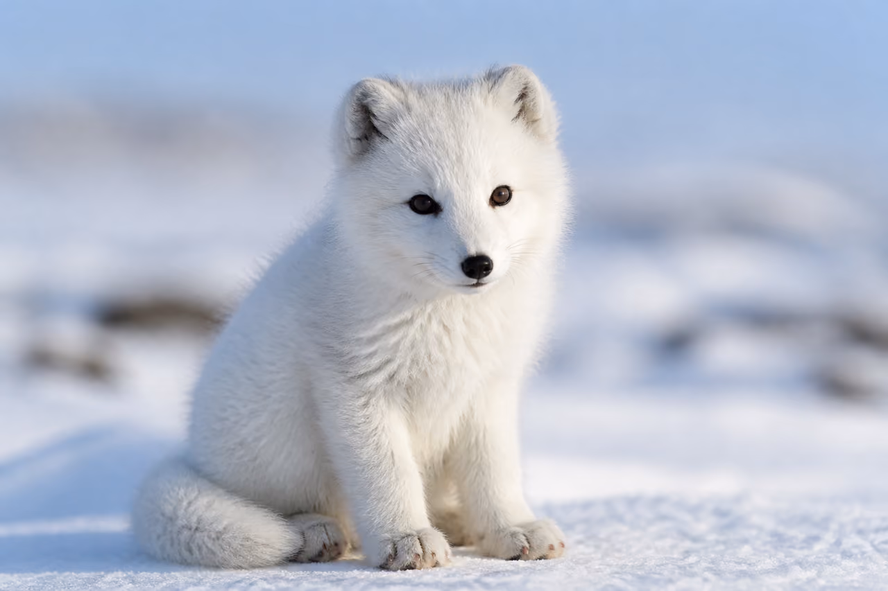 Baby White Arctic Fox Sitting in Snowy Tundra