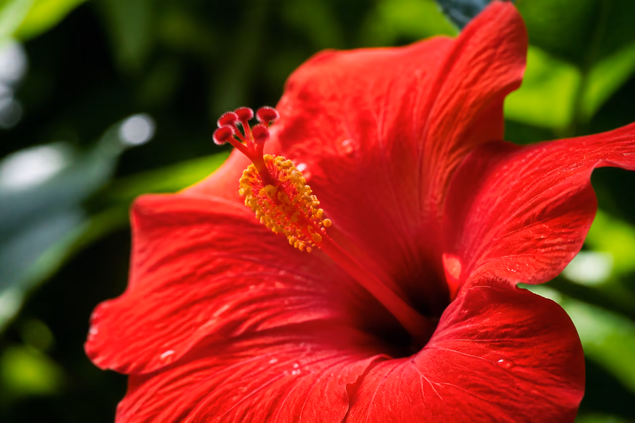 Close Up of a Red Hibiscus Flower in a Tropical Garden