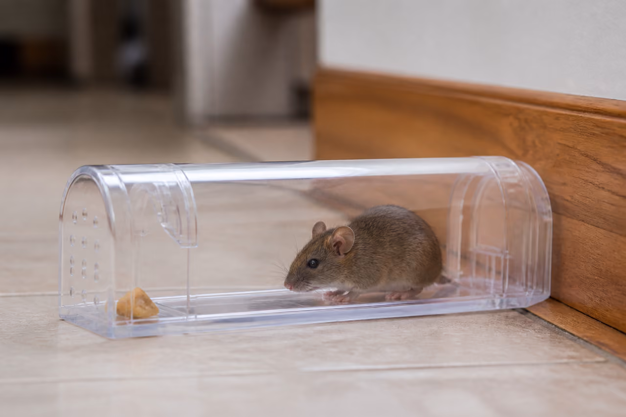 Live Catch Humane Mouse Trap on Kitchen Floor
