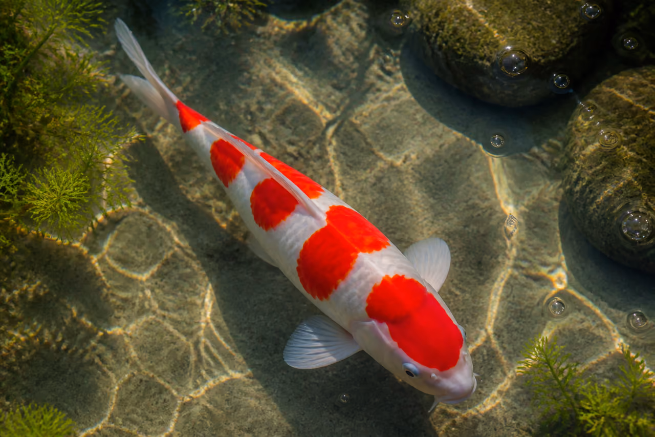 Vibrant Kohaku Koi Fish Swimming in a Clear Pond