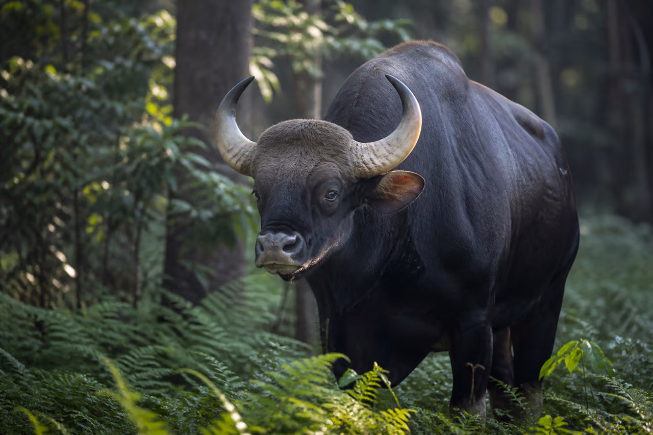 Massive Gaur Animal Standing in a Tropical Forest