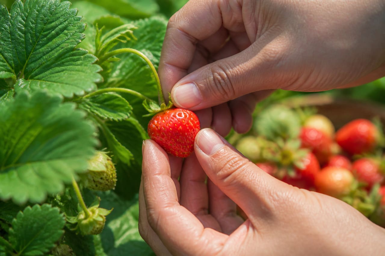 Hand Plucking a Ripe Strawberry in an Organic Garden
