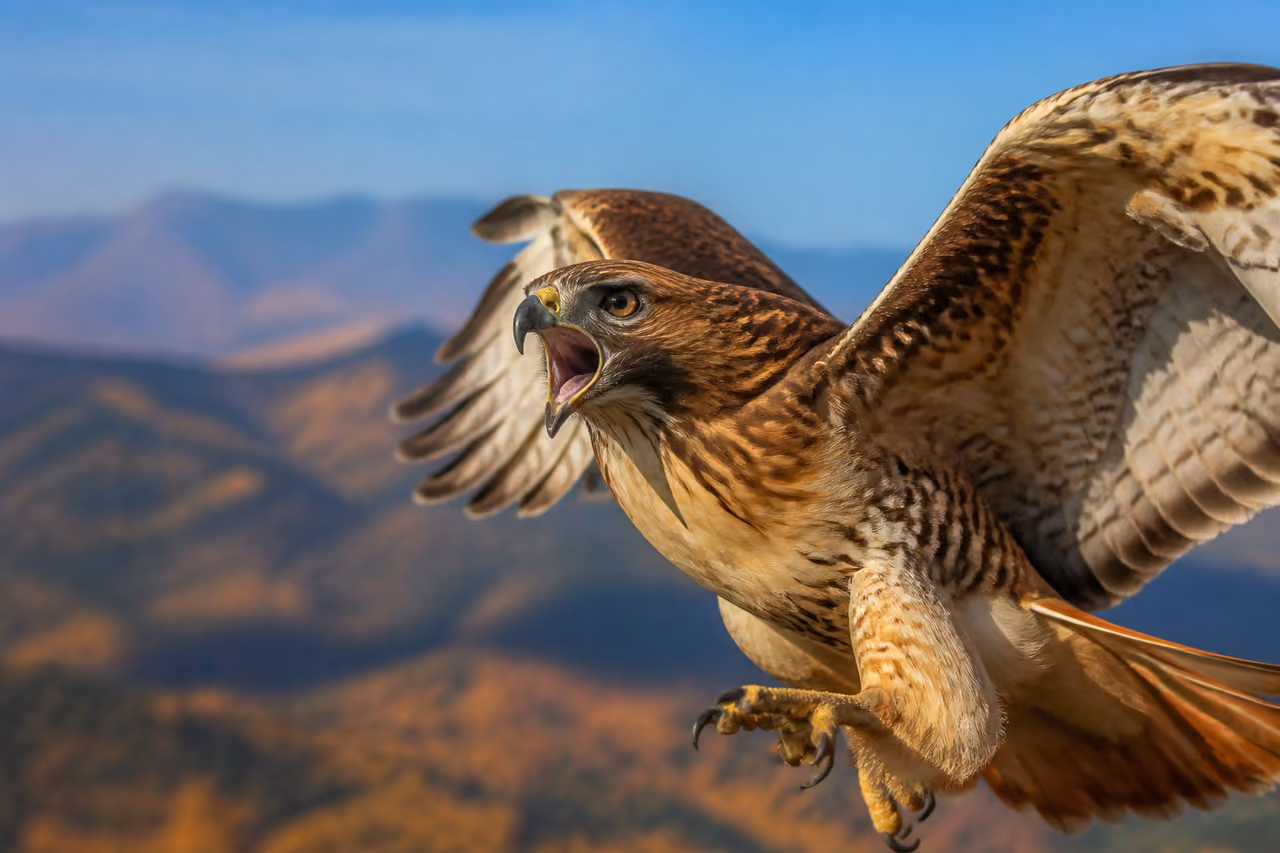 Red-Tailed Hawk Screeching While Flying Over Autumn Mountains
