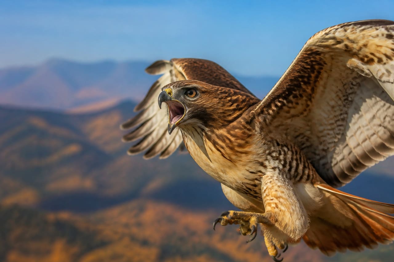 Red-Tailed Hawk Screeching While Flying Over Autumn Mountains