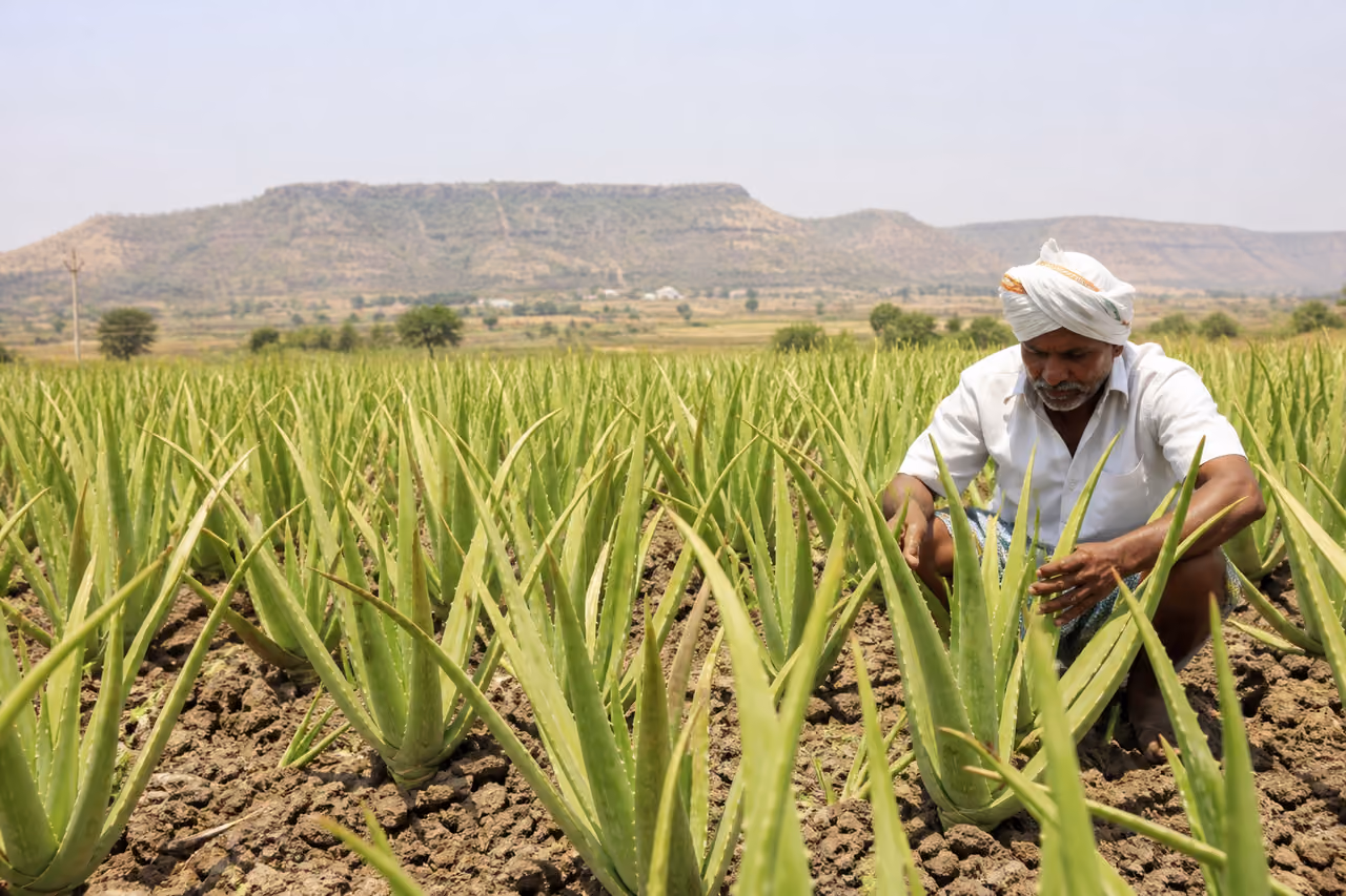 Aloe Vera Plantation in the Rural Landscapes of Tamil Nadu