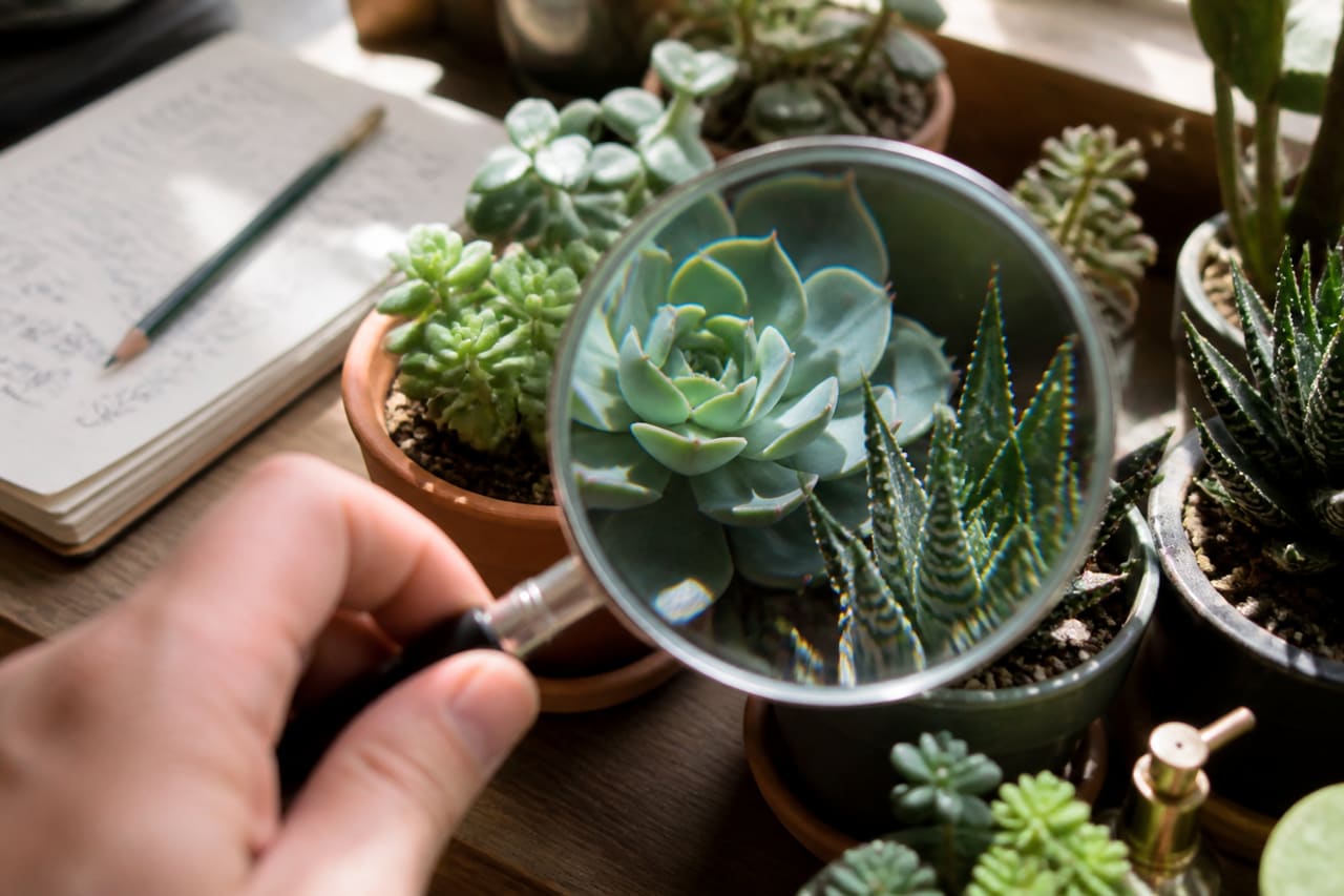 Person Using Magnifying Glass to Identify Succulent Plant Species